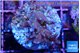 Acropora carduus green polyps deep water 2-3 cm WYSIWYG acclimaté