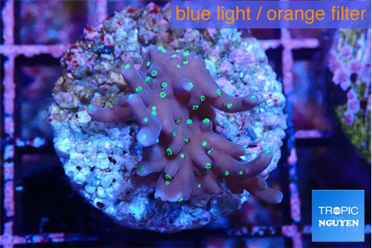 Acropora carduus green polyps deep water 2-3 cm WYSIWYG acclimaté