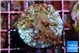 Acropora carduus green polyps deep water 2-3 cm WYSIWYG acclimaté