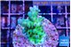 Acropora green & blue ice Fijii 3-4 cm WYSIWYG acclimaté