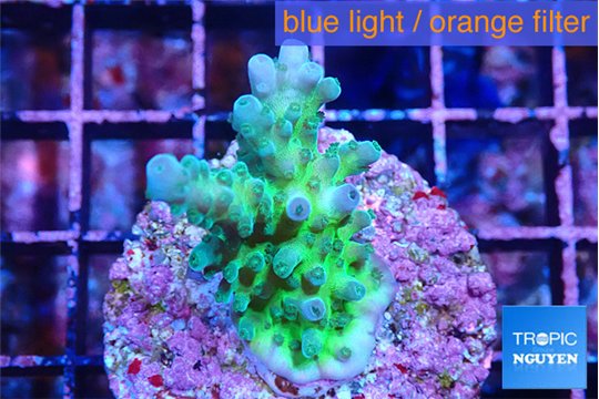 Acropora green & blue ice Fijii 3-4 cm WYSIWYG acclimaté