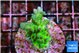 Acropora green & blue ice Fijii 3-4 cm WYSIWYG acclimaté