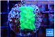 Acropora green Fijii 1-2 cm WYSIWYG acclimaté