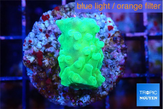 Acropora green Fijii 1-2 cm WYSIWYG acclimaté