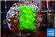 Acropora green Fijii 1-2 cm WYSIWYG acclimaté