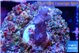 Seritopora pink purple Fijii 1-2 cm WYSIWYG acclimaté