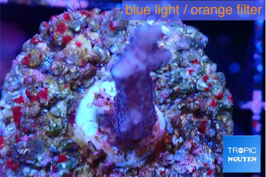 Seritopora pink purple Fijii 1-2 cm WYSIWYG acclimaté