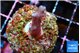 Seritopora pink purple Fijii 1-2 cm WYSIWYG acclimaté