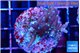 Acropora carduus green polyps deep water 2-3 cm WYSIWYG acclimaté