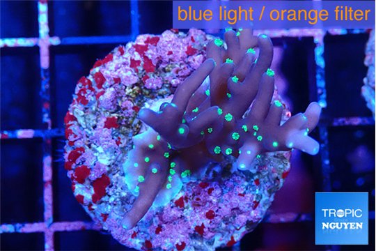 Acropora carduus green polyps deep water 2-3 cm WYSIWYG acclimaté