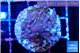 Acropora carduus green polyps deep water 2-3 cm WYSIWYG acclimaté