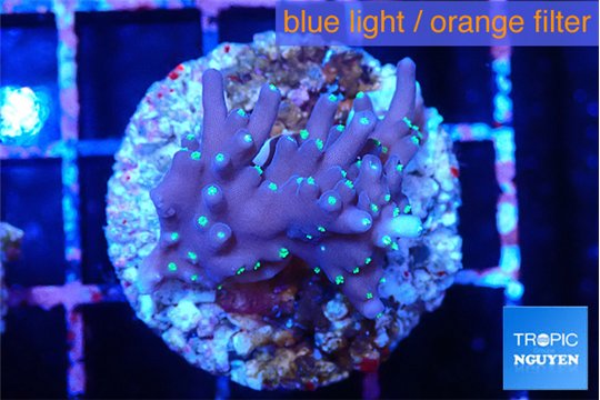 Acropora carduus green polyps deep water 2-3 cm WYSIWYG acclimaté