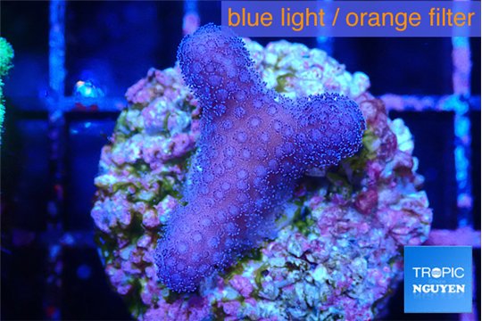 Stylophora full pink Fijii 2-3 cm WYSIWYG acclimaté