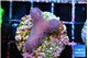 Stylophora full pink Fijii 2-3 cm WYSIWYG acclimaté