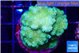 Pocillopora verrucosa toxic green 3-4 cm WYSIWYG acclimaté