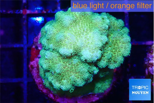 Pocillopora verrucosa toxic green 3-4 cm WYSIWYG acclimaté