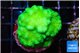 Pocillopora verrucosa toxic green 3-4 cm WYSIWYG acclimaté