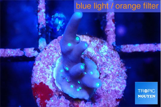 Acropora carduus green polyps deep water 1-2 cm WYSIWYG acclimaté
