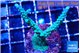 Acropora green & purple tip 3-4 cm WYSIWYG acclimaté