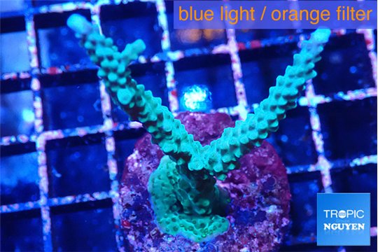 Acropora green & purple tip 3-4 cm WYSIWYG acclimaté