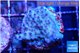 Acropora purple daisy 3-4 cm WYSIWYG acclimaté