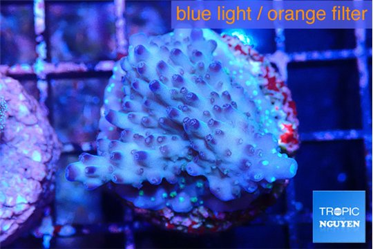 Acropora purple daisy 3-4 cm WYSIWYG acclimaté