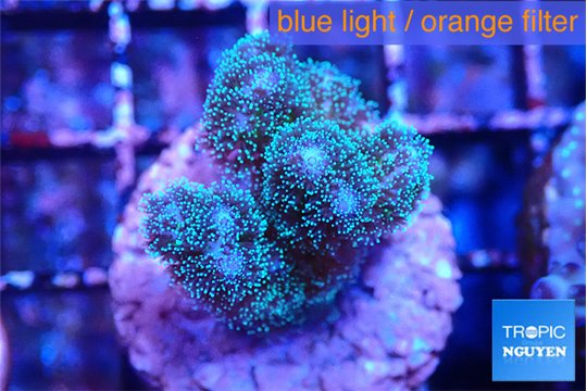 Pocillopora damicornis green & pink tip 2-3 cm WYSIWYG acclimaté