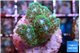 Pocillopora damicornis green & pink tip 2-3 cm WYSIWYG acclimaté