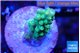 Acropora green 1-2 cm WYSIWYG acclimaté