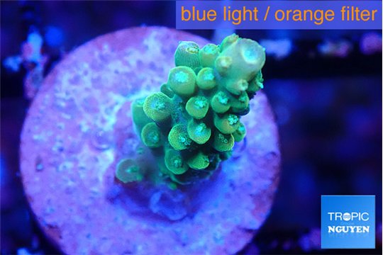 Acropora green 1-2 cm WYSIWYG acclimaté