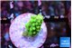 Acropora green 1-2 cm WYSIWYG acclimaté