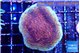 Montipora purple & blue polyps 4-5 cm WYSIWYG acclimaté
