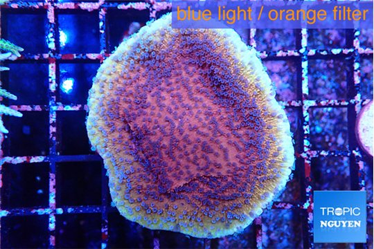 Montipora purple & blue polyps 4-5 cm WYSIWYG acclimaté
