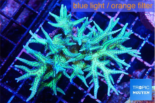 Seriatopora golden green 5-6 cm WYSIWYG acclimaté