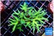 Seriatopora golden green 5-6 cm WYSIWYG acclimaté