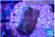 Montipora purple rainbow 2 cm WYSIWYG acclimaté