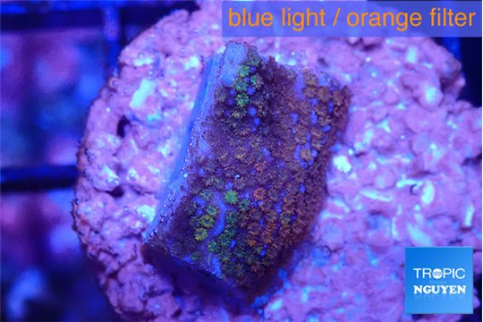 Montipora purple rainbow 2 cm WYSIWYG acclimaté