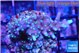 Acropora carduus green polyps deep water 2-3 cm WYSIWYG acclimaté