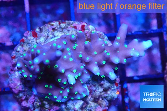 Acropora carduus green polyps deep water 2-3 cm WYSIWYG acclimaté