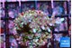 Acropora carduus green polyps deep water 2-3 cm WYSIWYG acclimaté