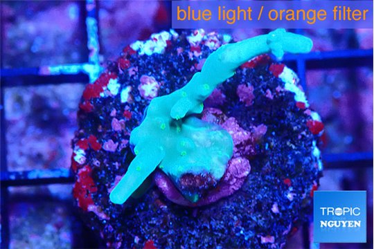 Acropora green & blue ice Fijii 1-2 cm WYSIWYG acclimaté