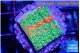 Montipora graphted sunfire 2-3 cm WYSIWYG acclimaté