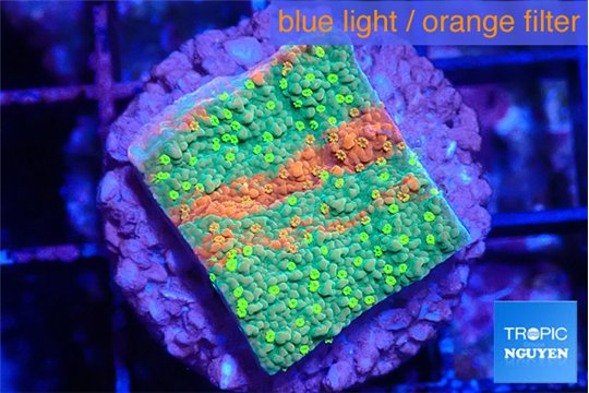 Montipora graphted sunfire 2-3 cm WYSIWYG acclimaté