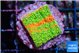 Montipora graphted sunfire 2-3 cm WYSIWYG acclimaté