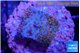 Montipora fruity 2 cm WYSIWYG acclimaté