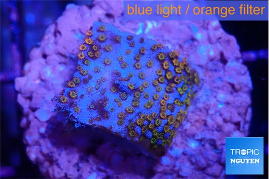 Montipora fruity 2 cm WYSIWYG acclimaté