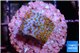Montipora fruity 2 cm WYSIWYG acclimaté