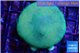 Porites cylindrica yellow green 4-5 cm WYSIWYG acclimaté