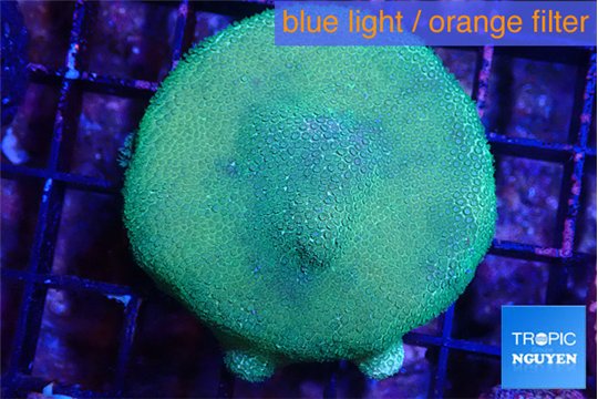 Porites cylindrica yellow green 4-5 cm WYSIWYG acclimaté