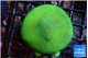 Porites cylindrica yellow green 4-5 cm WYSIWYG acclimaté